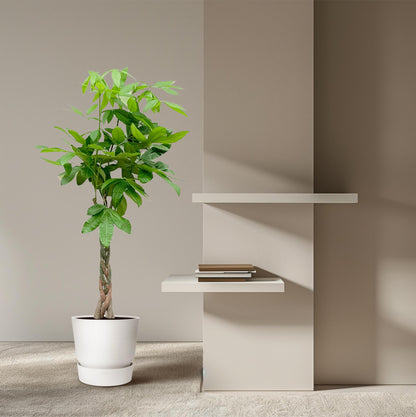 Pachira Aquatica - 120cm - ø24cm