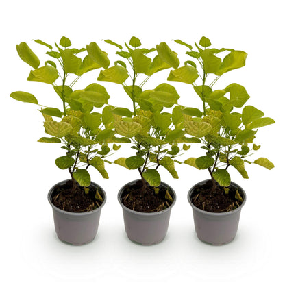Buitenplant 3x Cotinus coggygria 'Golden Spirit' - Pot Ø 12cm Hoogte ↕ 35cm