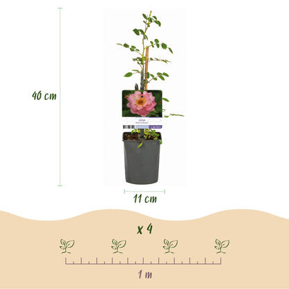 Buitenplant 2x Rosa Salmon Queen - Klimroos Bloeiend - Pot Ø 11cm Hoogte ↕ 40cm