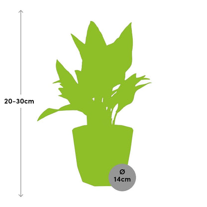 Kamerplant - Aglaonema Maria - Pot Ø 14cm