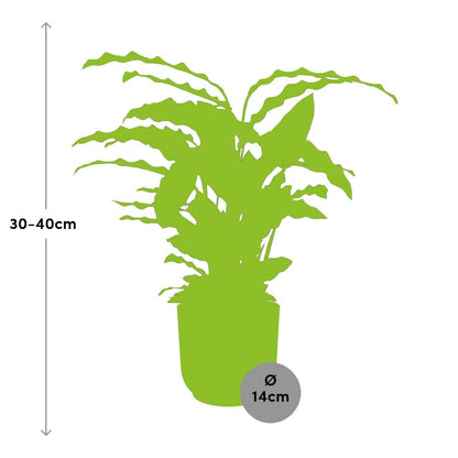 Kamerplant - Calathea Rufibarba 'Tropistar' - Pot Ø 14cm