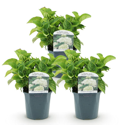 Buitenplant 3x Hydrangea macrophylla - Wit - Bloeiend - Pot Ø 17cm Hoogte ↕ 30cm