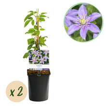 Buitenplant 2x Clematis 'Justa' - Klimplant - Bloeiend - Pot Ø 11cm Hoogte ↕ 40cm