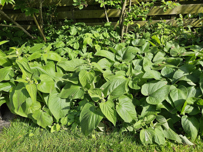 Buitenplant 60x Phlomis russeliana - Vaste Plant - Pot Ø 9cm Hoogte ↕ 10-25cm