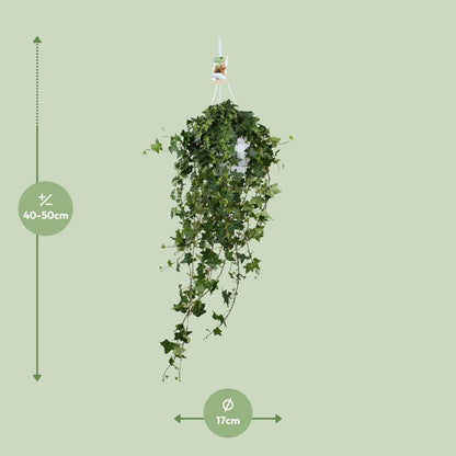 Kamerplant - Hedera Helix Pitsburg - Hangplant XXL - Pot Ø 17cm Hoogte ↕ 90cm