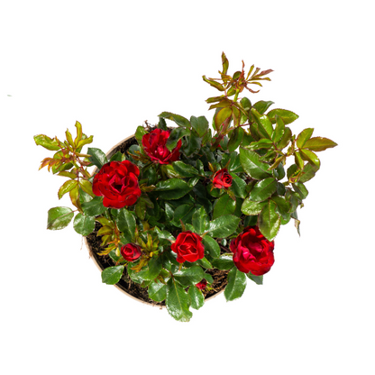 Buitenplant - Rosa Zepeti - Bloeiend - Pot Ø 19cm Hoogte ↕ 35-40cm