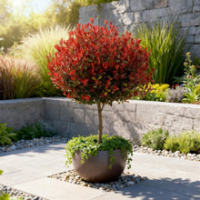 Buitenplant - Photinia fraseri 'Little Red Robin' op Stam - Winterhard - Pot Ø 19cm Hoogte ↕ 90cm