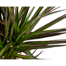 Kamerplant - Dracaena Marginata Magenta - Pot Ø 17cm Hoogte ↕ 50-70cm
