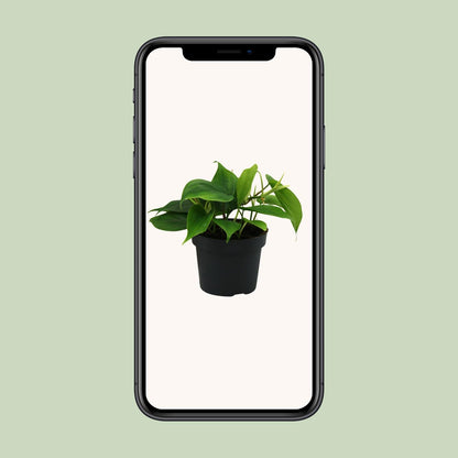 Kamerplant - Philodendron Scandens - Pot Ø 12cm Hoogte ↕ 20cm
