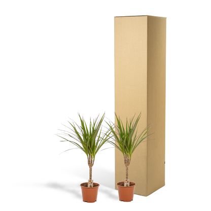 Kamerplant 2x Dracaena - Pot Ø 14cm Hoogte ↕ 60cm