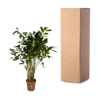 XL kamerplant - Caryota Mitis - Pot Ø 32cm Hoogte ↕ 250cm