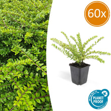 Buitenplant 60x Lonicera nit. 'Maigrün' - Haagplant - Pot Ø 9cm Hoogte ↕ 10-25cm