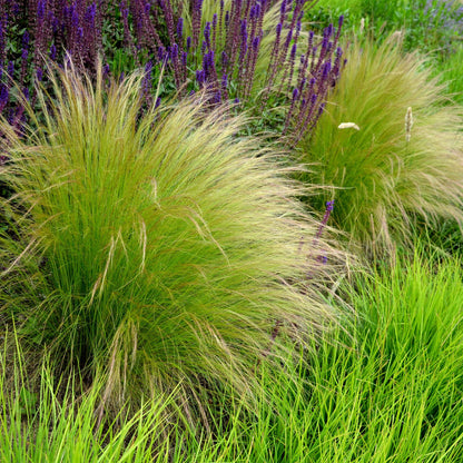 Buitenplant 4x Stipa tenuifolia 'Pony Tails' - Pot Ø 17cm Hoogte ↕ 50cm