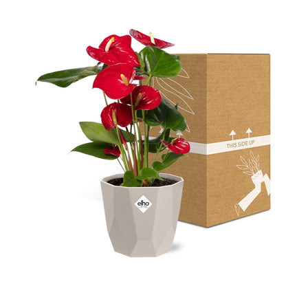 Kamerplant - Anthurium Red - Bloeiend - Pot Ø 12cm