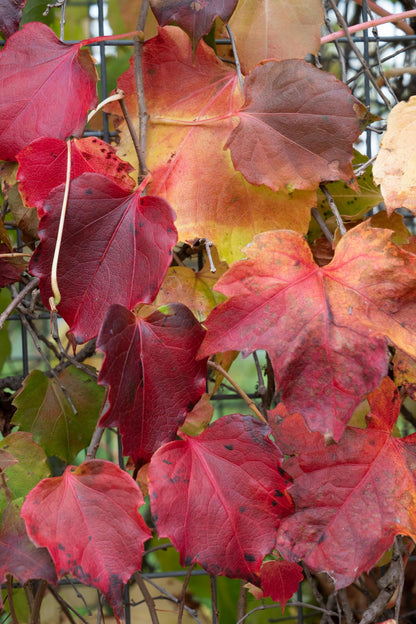 Buitenplant - Parthenocissus tricuspidata 'Fenway Park' - Klimplant - Pot Ø 15cm Hoogte ↕ 65cm