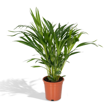 Kamerplant - Dypsis Lutescens (Areca Palm) - Hoogte ↕ 12-230cm
