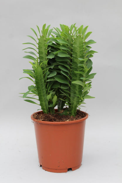 Kamerplant - Euphorbia Trigona - Pot Ø 12cm Hoogte ↕ 40cm