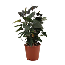 Kamerplant - Anthurium Black Love - Pot Ø 12cm Hoogte ↕ 36cm