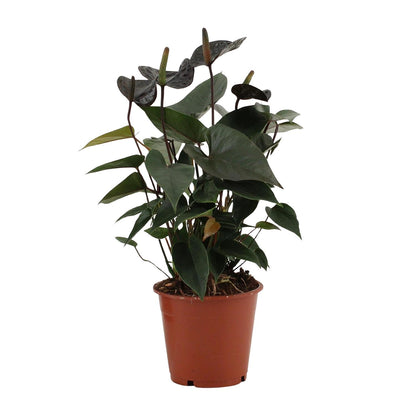 Kamerplant - Anthurium Black Love - Pot Ø 12cm Hoogte ↕ 36cm