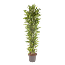 XL Kamerplant - Dracaena Cintho vertakt - Pot Ø 40cm Hoogte ↕ 210cm