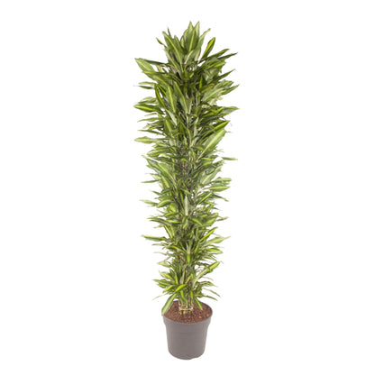XL Kamerplant - Dracaena Cintho vertakt - Pot Ø 40cm Hoogte ↕ 210cm