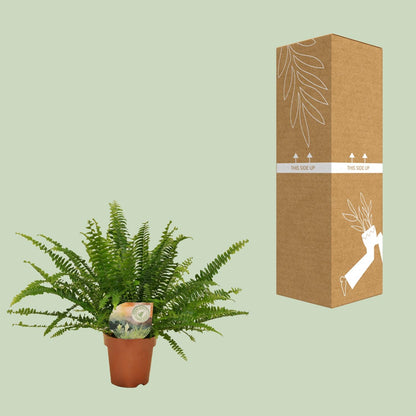 Kamerplant - Nephrolepis Green Lady - Pot Ø 12cm Hoogte ↕ 30cm