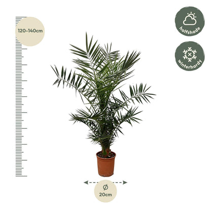 XL plant - Phoenix canariensis - Dadelpalm - Pot Ø 21cm Hoogte ↕ 140cm