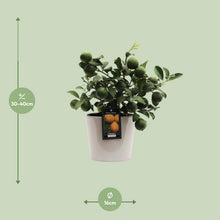 Kamerplant - Citrus Lemon - Pot Ø 16cm Hoogte ↕ 45cm