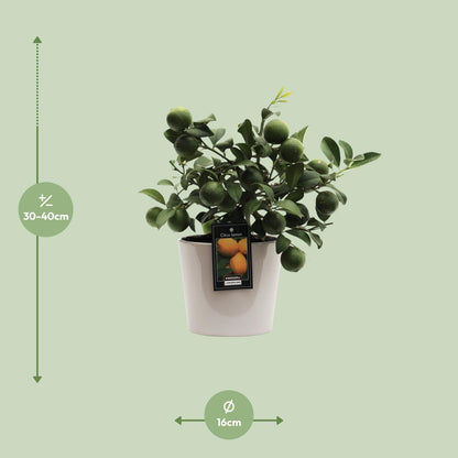 Kamerplant - Citrus Lemon - Pot Ø 16cm Hoogte ↕ 45cm