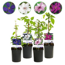 Buitenplant 4x Clematis Rainbow - Bloeiend - Pot Ø 11cm Hoogte ↕ 40cm