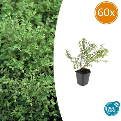 Buitenplant 60x Symphoricarpos ch. 'Hancock' - Pot Ø 9cm Hoogte ↕ 10-25cm