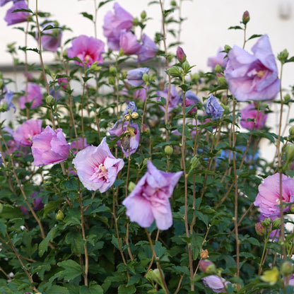 Buitenplant - Hibiscus syriacus 'Lavendor Chiffon®' - Plant op stam - Winterhard - Pot Ø 19cm Hoogte ↕ 90cm