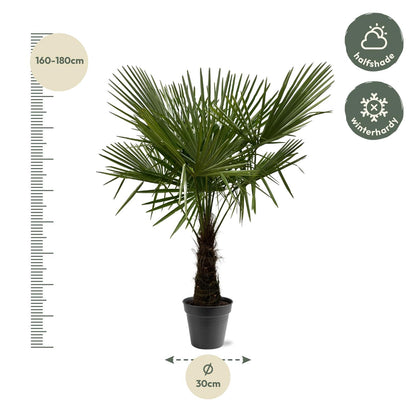 XL plant - Trachycarpus fortunei - Winterhard - Pot Ø 30cm Hoogte ↕ 160-180cm
