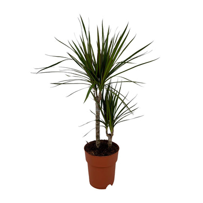 Kamerplant - Dracaena Marginata Bicolor - Pot Ø 19cm Hoogte ↕ 70cm