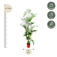 Kamerplant - Kentia Palm - XL - Pot Ø 24-30cm Hoogte ↕ 200cm