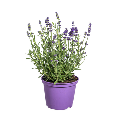 Buitenplant 8x Lavandula Angustifolia - Bloeiend - Pot Ø 13cm Hoogte ↕ 30-40cm