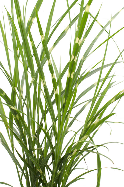 Buitenplant - Miscanthus sinensis Strictus - Pot Ø 23cm Hoogte ↕ 60cm