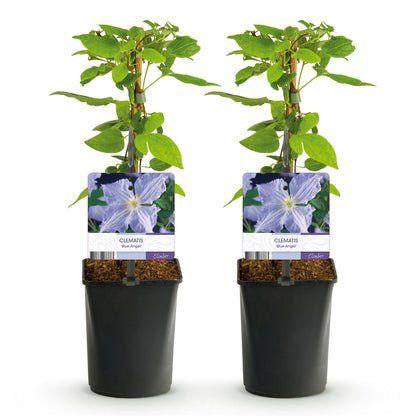 Buitenplant 2x Clematis Blue Angel - Bloeiend - Pot Ø 11cm Hoogte ↕ 40cm