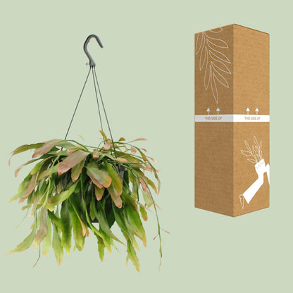 Kamerplant - Rhipsalis Red Coral - Pot Ø 17cm Hoogte ↕ 25cm