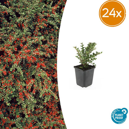 Buitenplant 24x Cotoneaster horizontalis - Winterhard - Pot Ø 9cm Hoogte ↕ 10-25cm