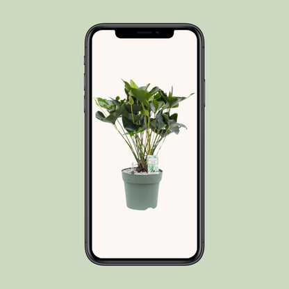 Kamerplant - Anthurium Arrow - Pot Ø 30cm Hoogte ↕ 80cm