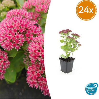 Buitenplant 24x Sedum 'Herbstfreude' - Bloeiend - Pot Ø 9cm Hoogte ↕ 10-25cm