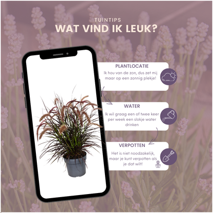 Buitenplant 2x Pennisetum 'Tiny Tails' - Pot Ø 19cm Hoogte ↕ 40-50cm