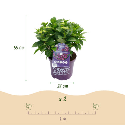 Buitenplant - Hydrangea Forever & Ever Paars - Bloeiend - Pot Ø 23cm Hoogte ↕ 55cm