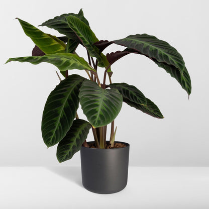 Kamerplant - Calathea Warscewiczii (Pauwenplant) - Pot Ø 19cm Hoogte ↕ 70cm