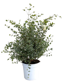 Buitenplant - Eucalyptus Gunnii - Pot Ø 21cm Hoogte ↕ 60cm