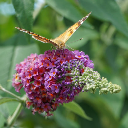 Buitenplant - Buddleja davidii 'Flower Power' - Bloeiend - Pot Ø 17cm Hoogte ↕ 30cm