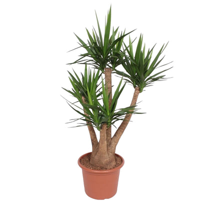 XL Kamerplant - Yucca Elephantipes vertakt - Pot Ø 45cm Hoogte ↕ 170cm
