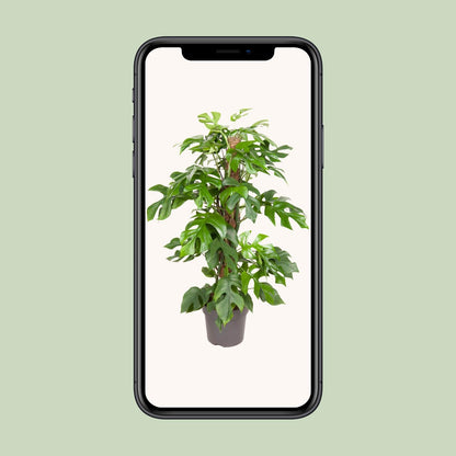 Kamerplant - Monstera Minima - Pot Ø 19cm Hoogte ↕ 80cm