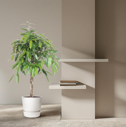 Kamerplant - Ficus Amstel King Gevlochten stam - Luchtzuiverend - Pot Ø 30cm Hoogte ↕ 140cm